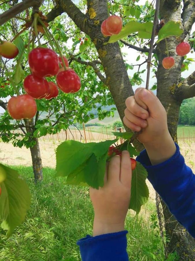 Cascina Valtignosa Camere Con Vigna Cassine Exterior foto